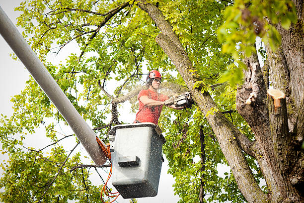 Residential Tree Removal in Paris, AR